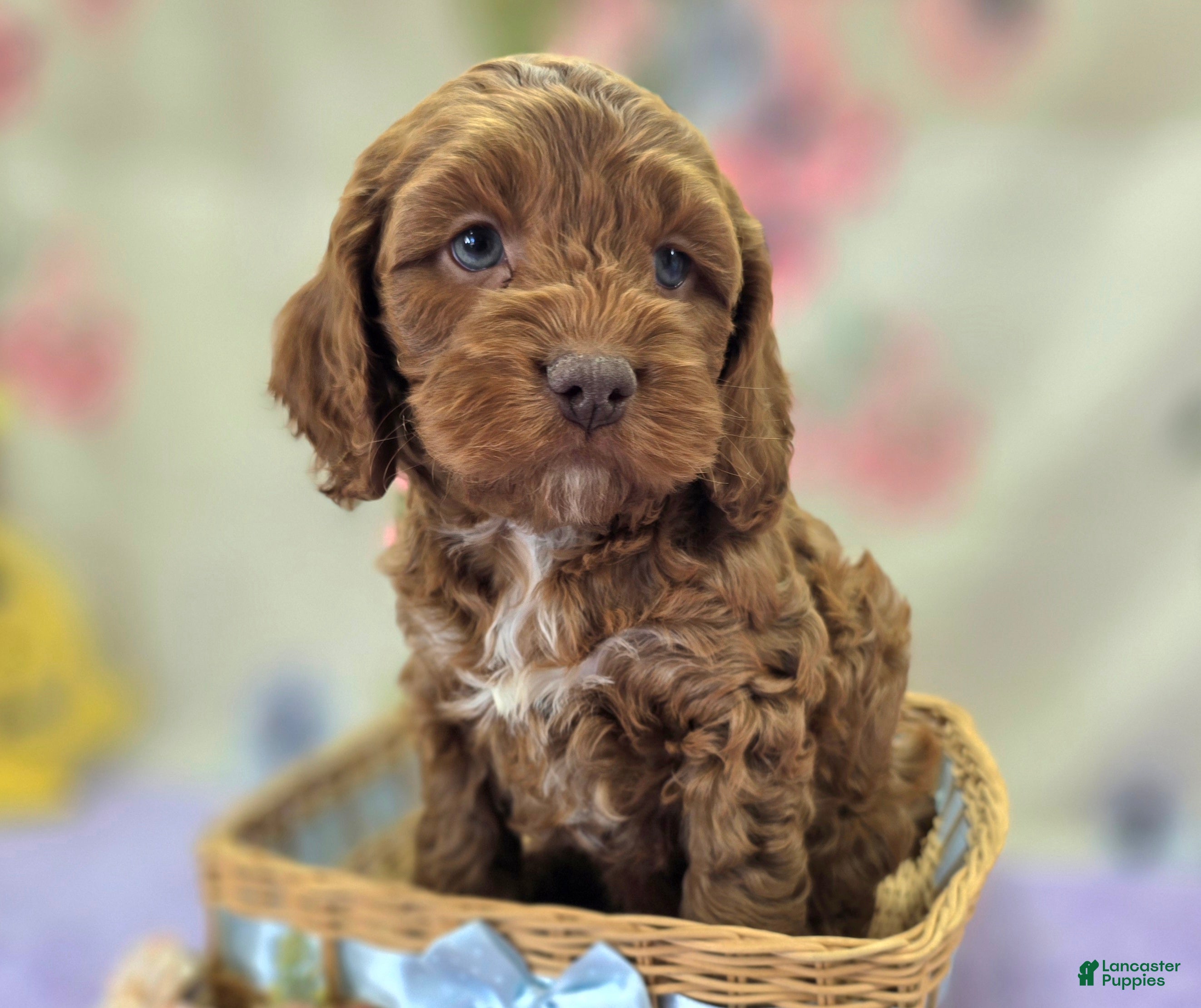 Cockapoo dogs Rime - Ad 26