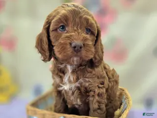 Cockapoo dogs Rime - Ad 21