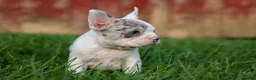 Frenchton dogs for sale: MARLEY - Ad 18