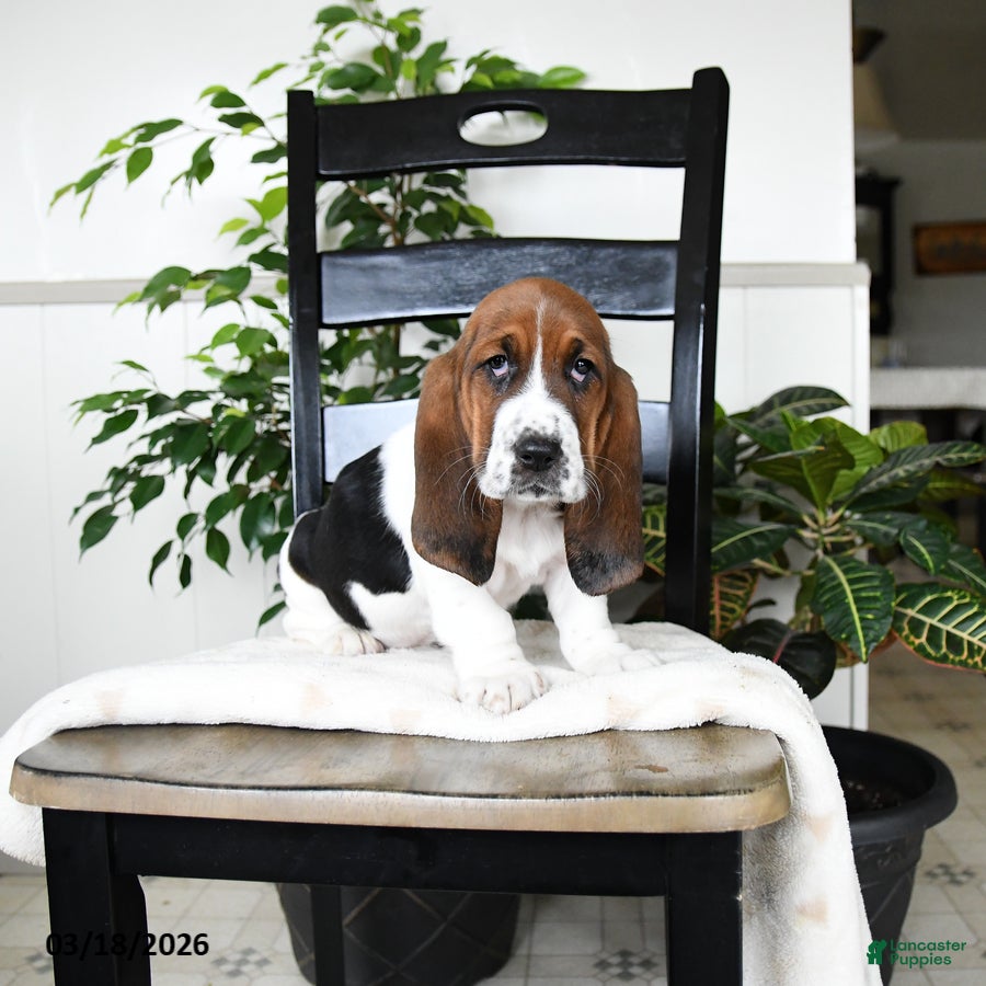 Basset Hound dogs Jemima - Ad 2