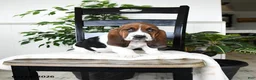 Basset Hound dogs for sale: Jemima - Ad 2