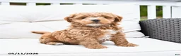 Mixed Breed dogs for sale: Popcorn - Ad 2