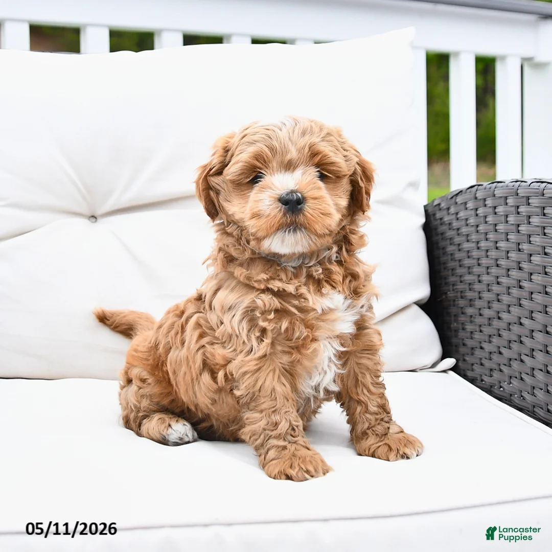 Mixed Breed dogs for sale: Popcorn - Ad 2