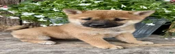 Shiba Inu dogs for sale: Tulip - Ad 3