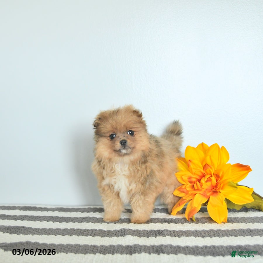 Pomeranian dogs Lacey EXTRA SMALL - Ad 1