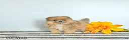 Pomeranian dogs for sale: Lacey EXTRA SMALL - Ad 1