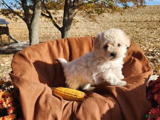 Pomapoo dogs - Ad 12