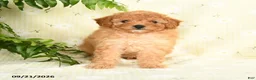 Toy Poodle dogs for sale: Jamie - Ad 5