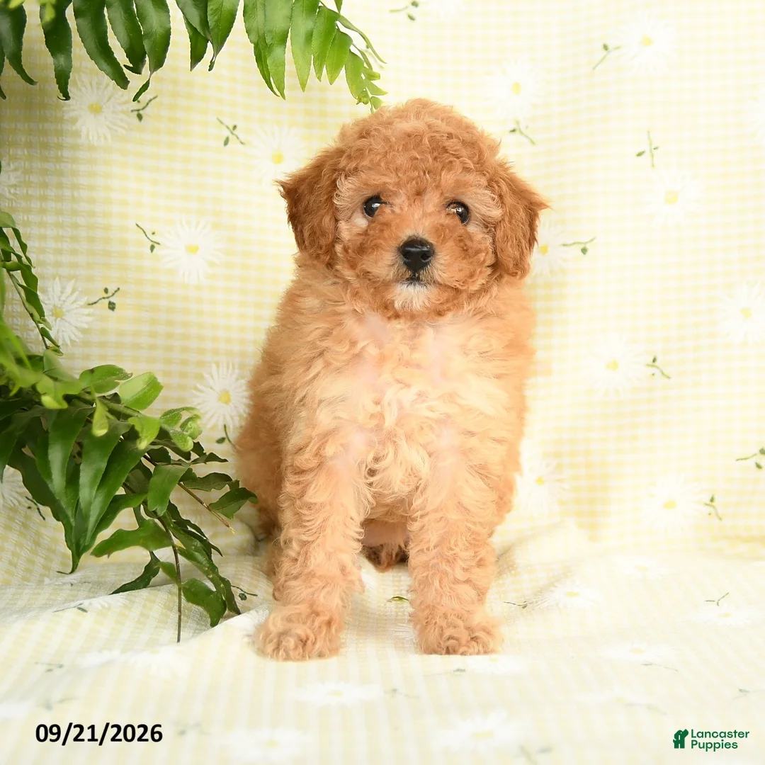 Toy Poodle dogs for sale: Jamie - Ad 5