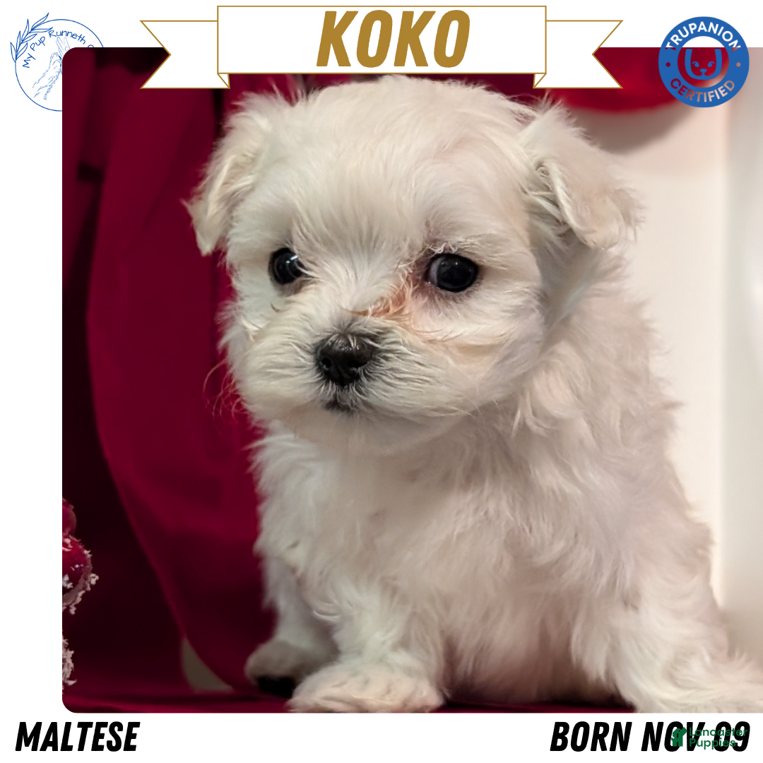 Maltese dogs Koko - Ad 1