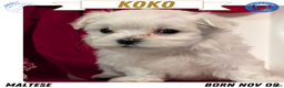 Maltese dogs for sale: Koko - Ad 1