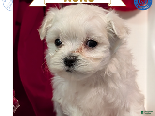 Maltese dogs Koko - Ad 3