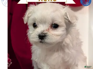 Maltese dogs Koko - Ad 3