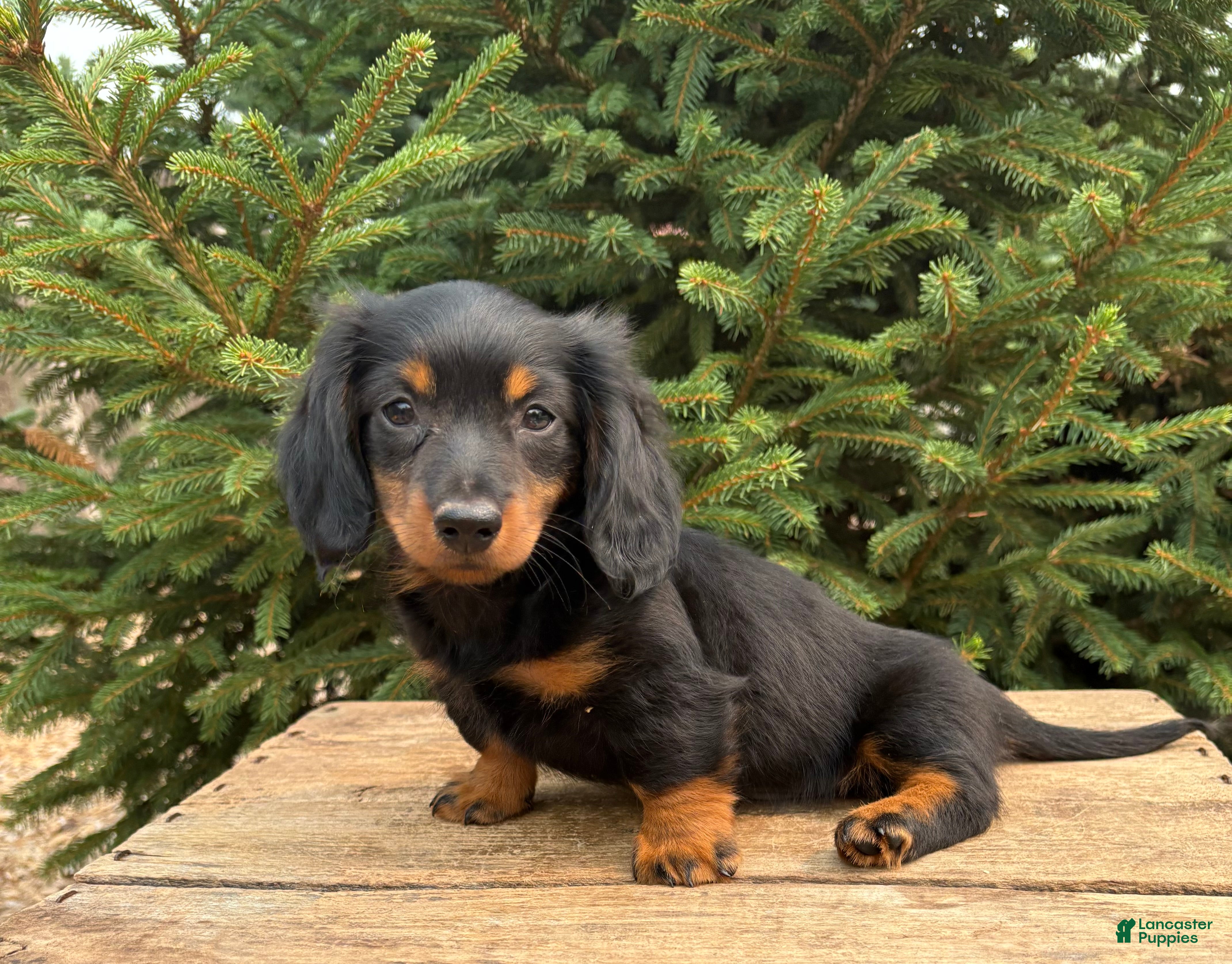 Dachshund dogs Loki - Ad 2