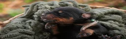 Doberman Pinscher dogs for sale: Reverie - Ad 1