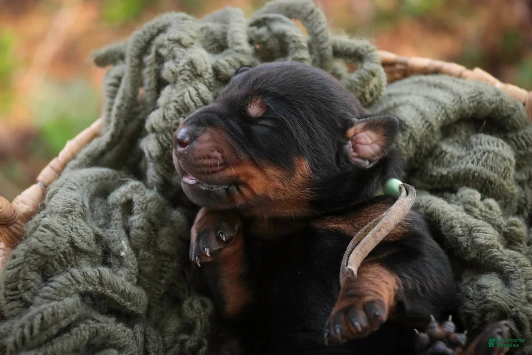 Doberman Pinscher dogs for sale: Reverie - Ad 1