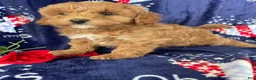 Mini Goldendoodle dogs for sale: Barney - Ad 1