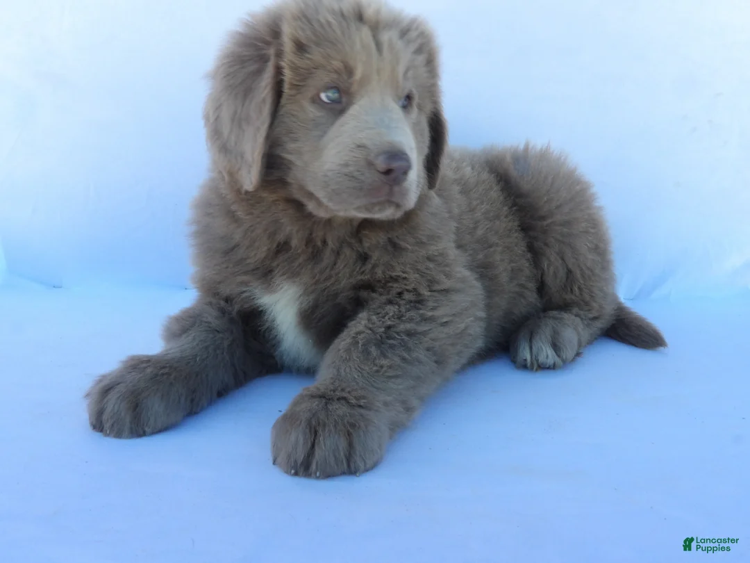Newfoundland dogs for sale: Willow - Ad 2