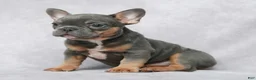 French Bulldog dogs for sale: Skylar - Ad 3
