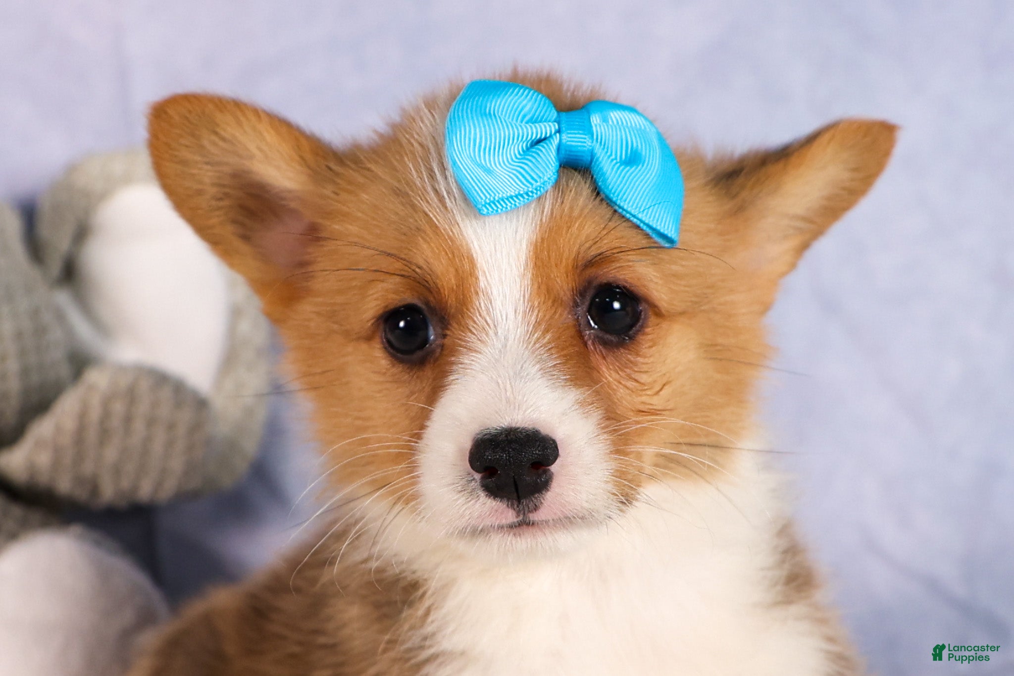 Welsh Corgi Pembroke dogs Benji🐾💙 - Ad 2