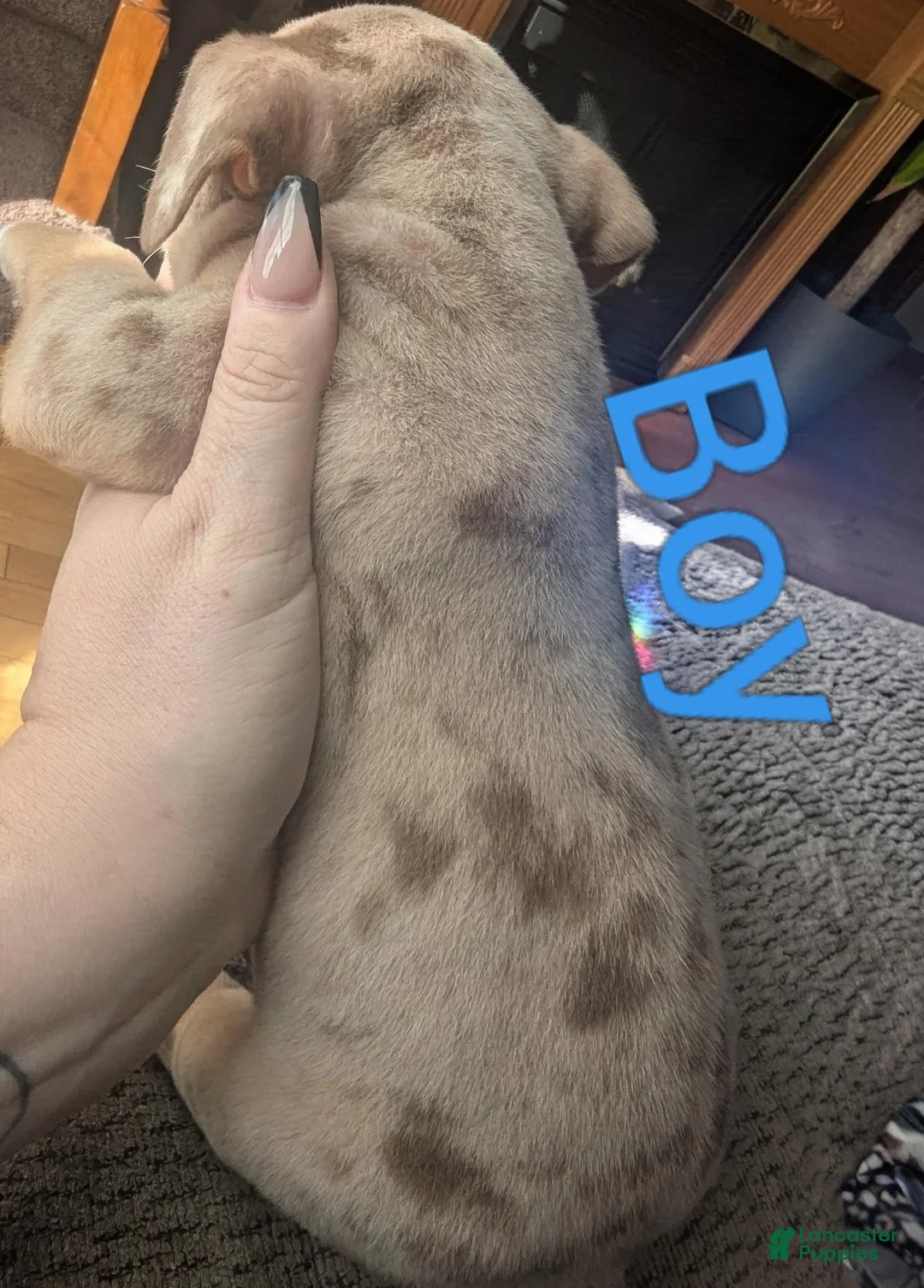 American Bully dogs for sale: American Bully 1 - Ad 1