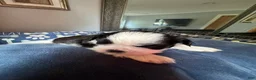 Shih Tzu dogs for sale: Shih Tzu 4 - Ad 6
