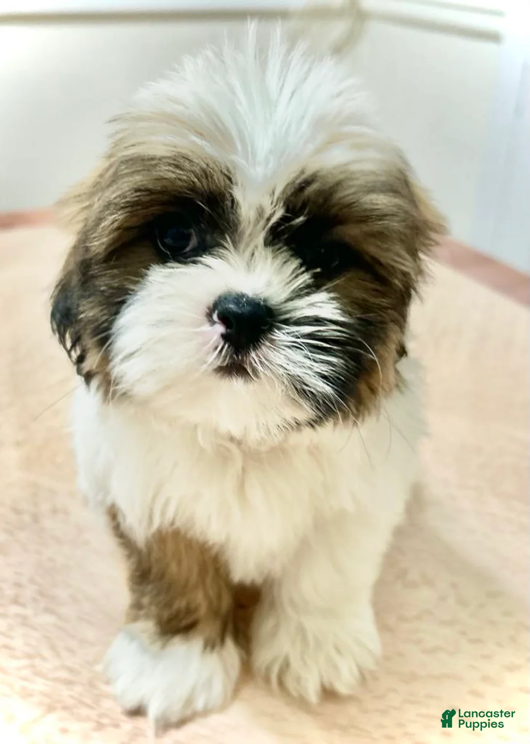 Shih Tzu dogs for sale: Blake - Ad 1