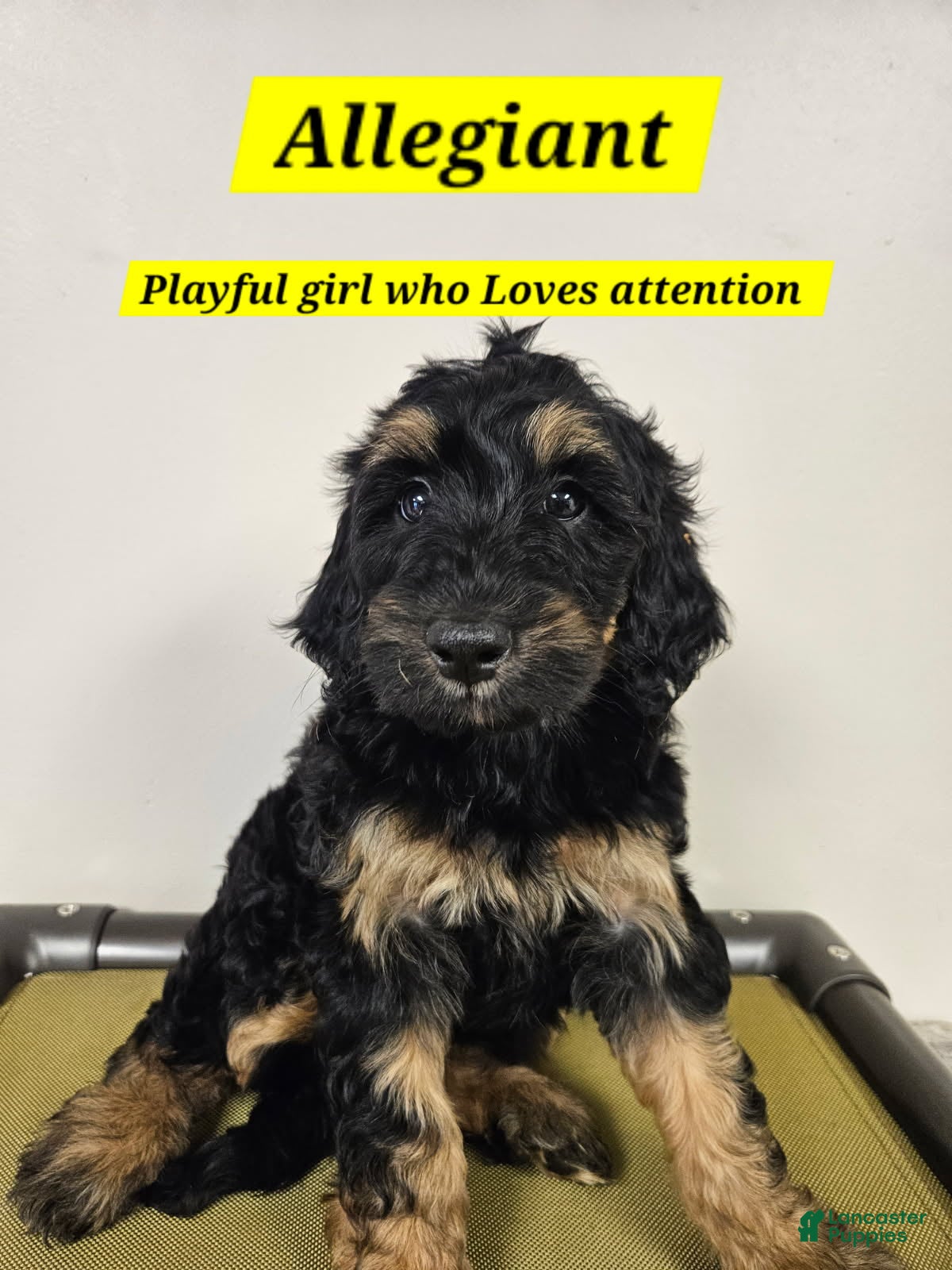 Bernedoodle dogs for sale: Allegiant - Ad 1