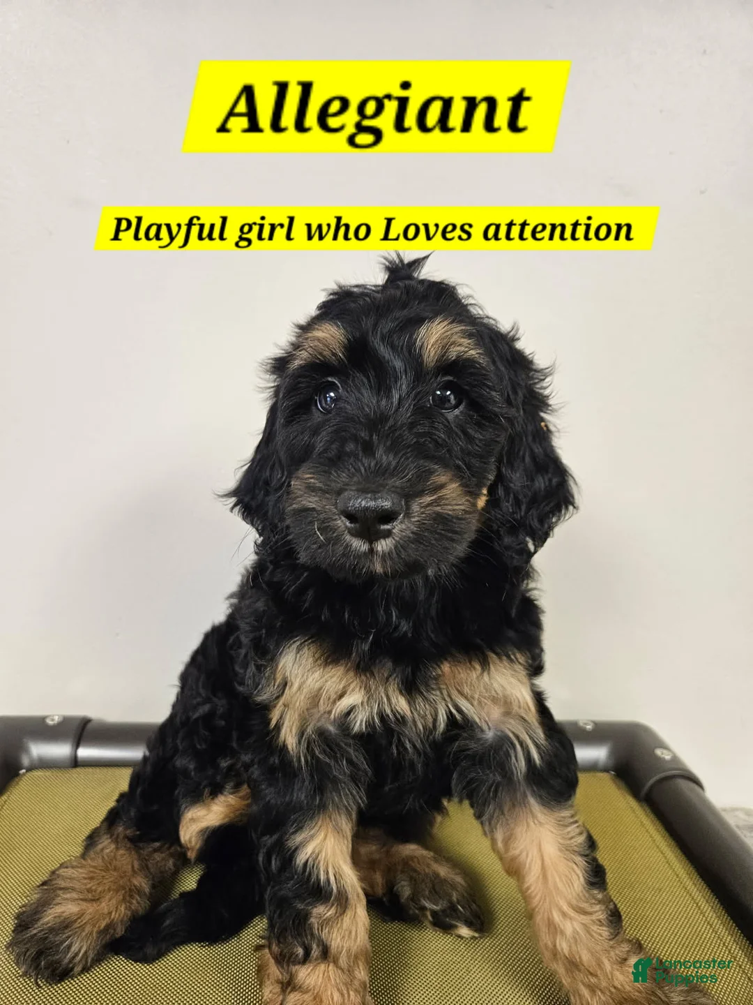 Bernedoodle dogs for sale: Allegiant - Ad 1
