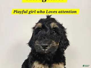 Bernedoodle dogs Allegiant - Ad 20