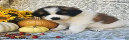 Saint Bernard dogs for sale: Marley - Ad 3