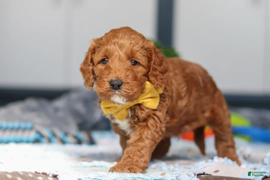 Mini Goldendoodle dogs for sale: Nadir - Ad 5