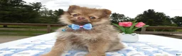 Pomeranian dogs for sale: Pomeranian Puppy 4 Lilah - Ad 2