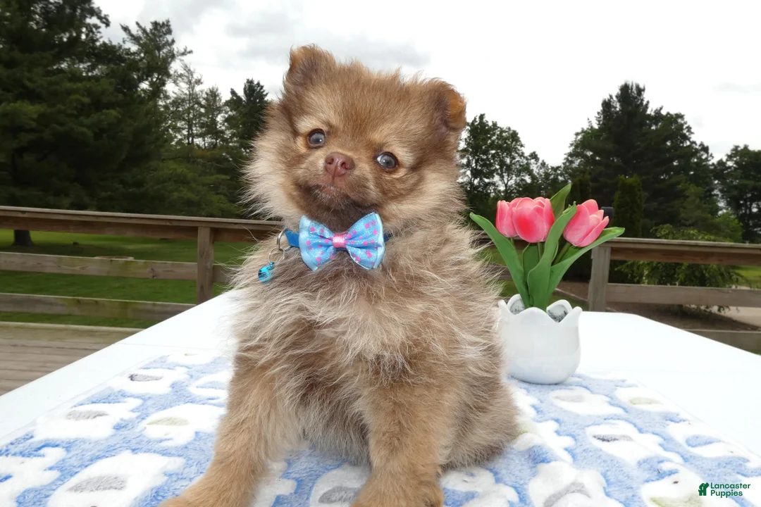 Pomeranian dogs for sale: Pomeranian Puppy 4 Lilah - Ad 2