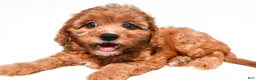 Cavapoo dogs for sale: Liz - Ad 4