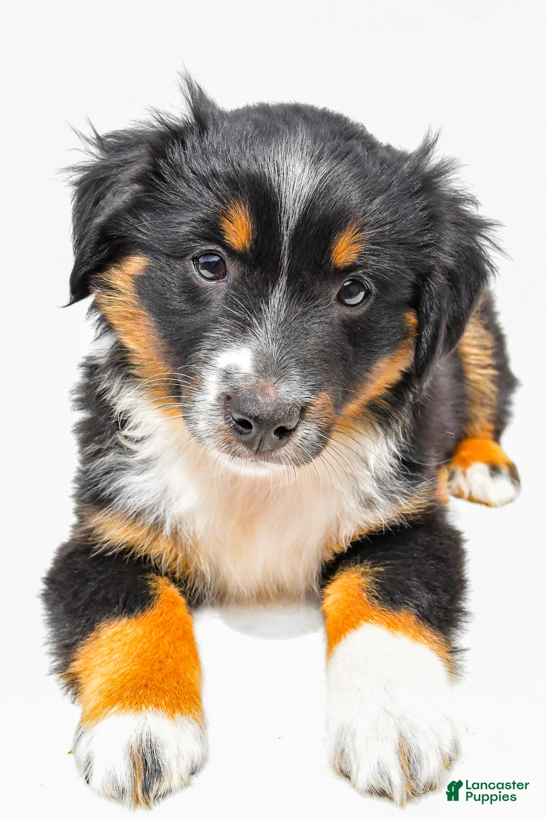 Miniature Australian Shepherd dogs for sale: Ember - Ad 2