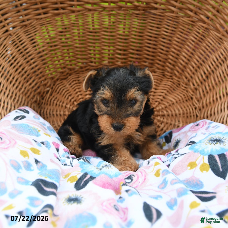 Yorkshire Terrier dogs Tigger - Ad 1