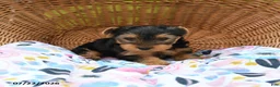 Yorkshire Terrier dogs for sale: Tigger - Ad 1