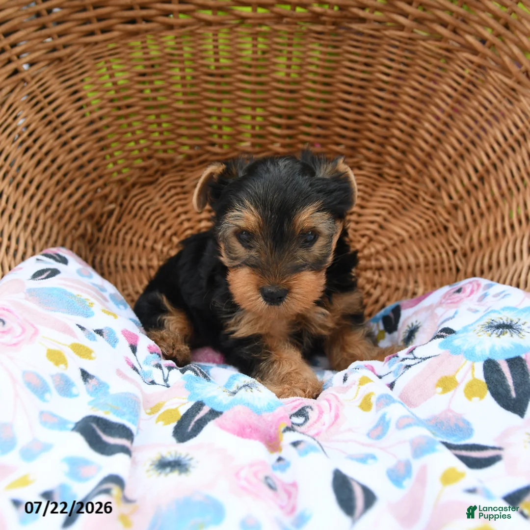 Yorkshire Terrier dogs for sale: Tigger - Ad 1