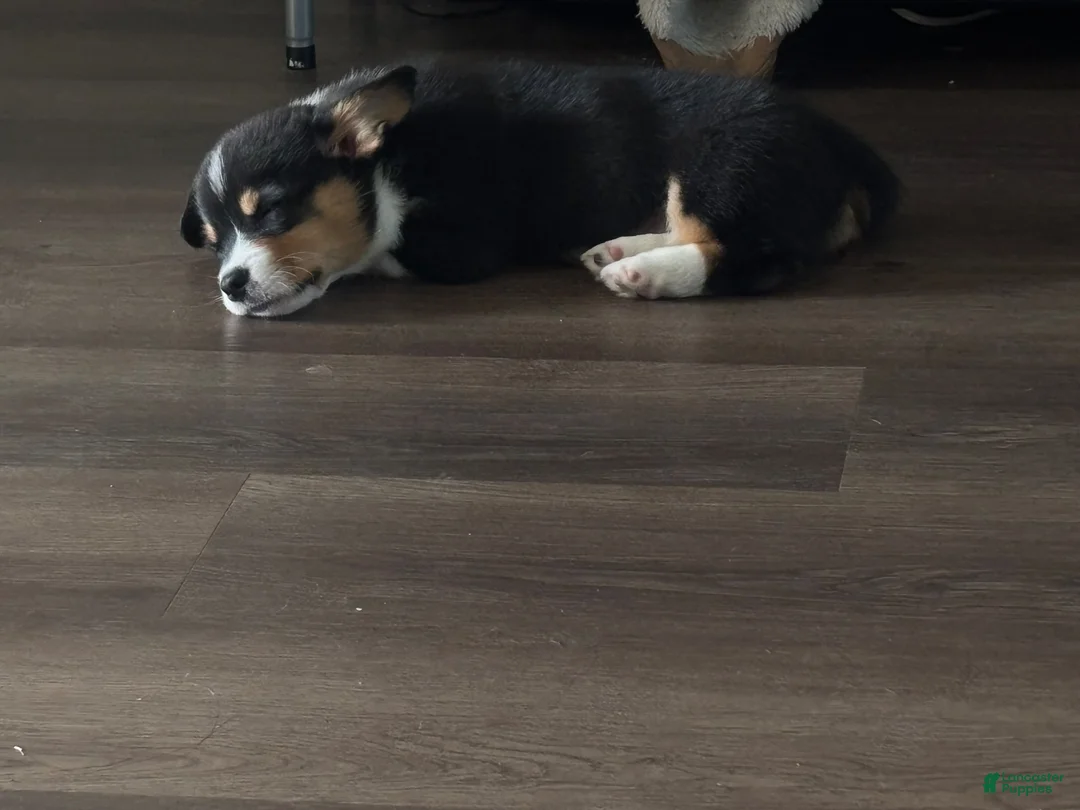Welsh Corgi Pembroke dogs for sale: Welsh Corgi Pembroke 1 - Ad 5