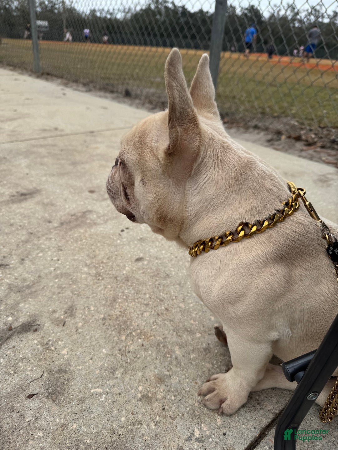 French Bulldog dogs for stud: Pecan stud - Ad 11
