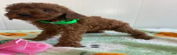 Miniature Poodle dogs for sale: Landon - Ad 2
