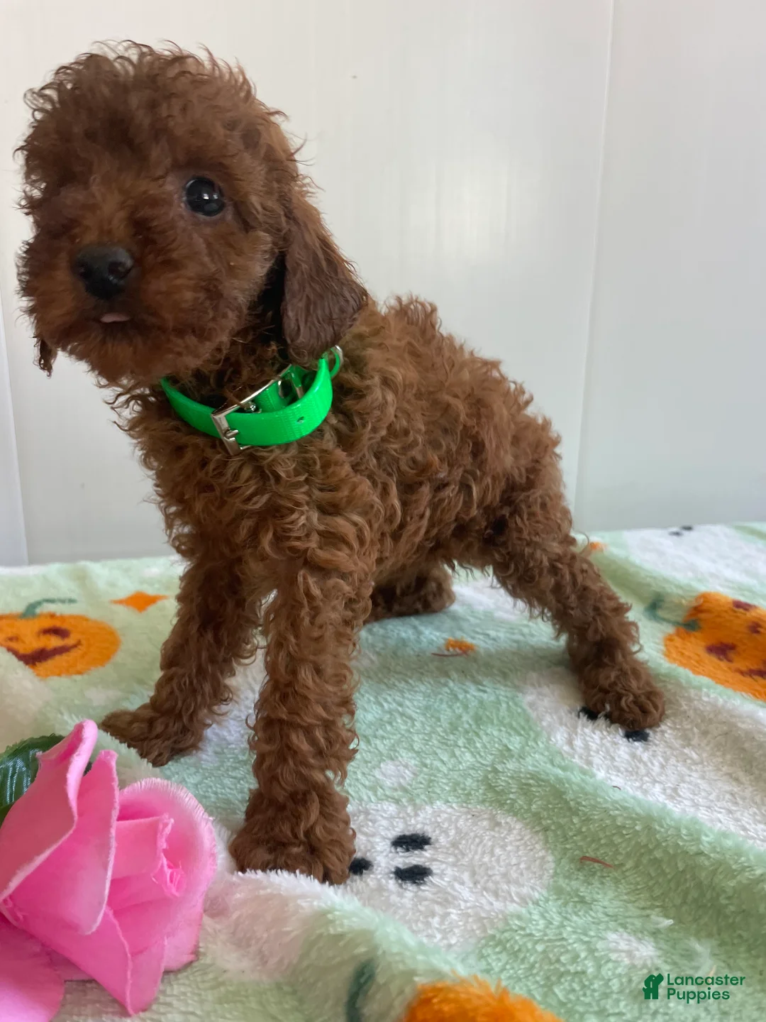 Miniature Poodle dogs for sale: Landon - Ad 2