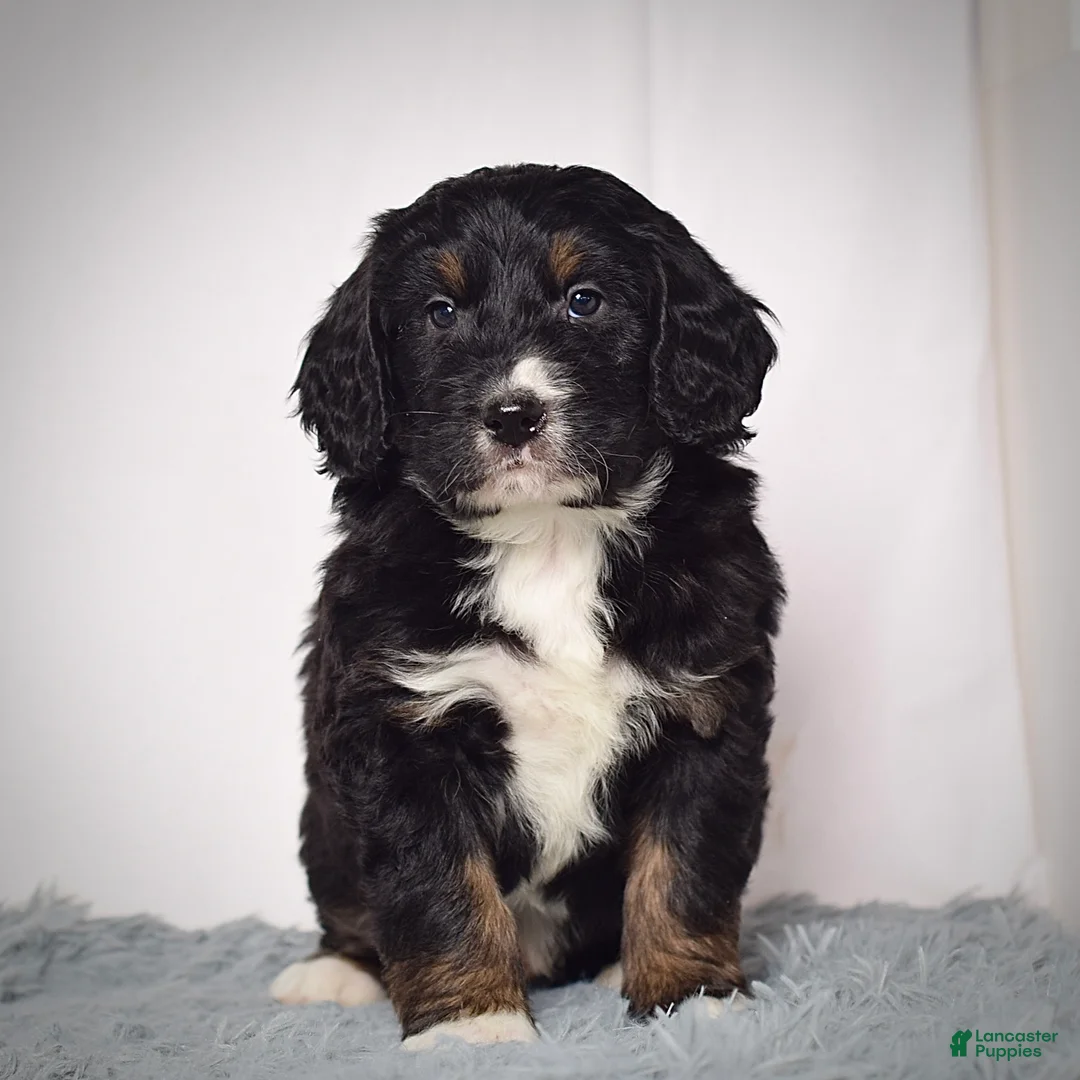 Bernedoodle dogs for sale: Mr.  Virgil - Ad 4