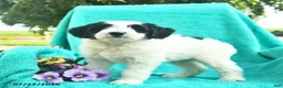 Bordoodle dogs for sale: Dapper  - Ad 5