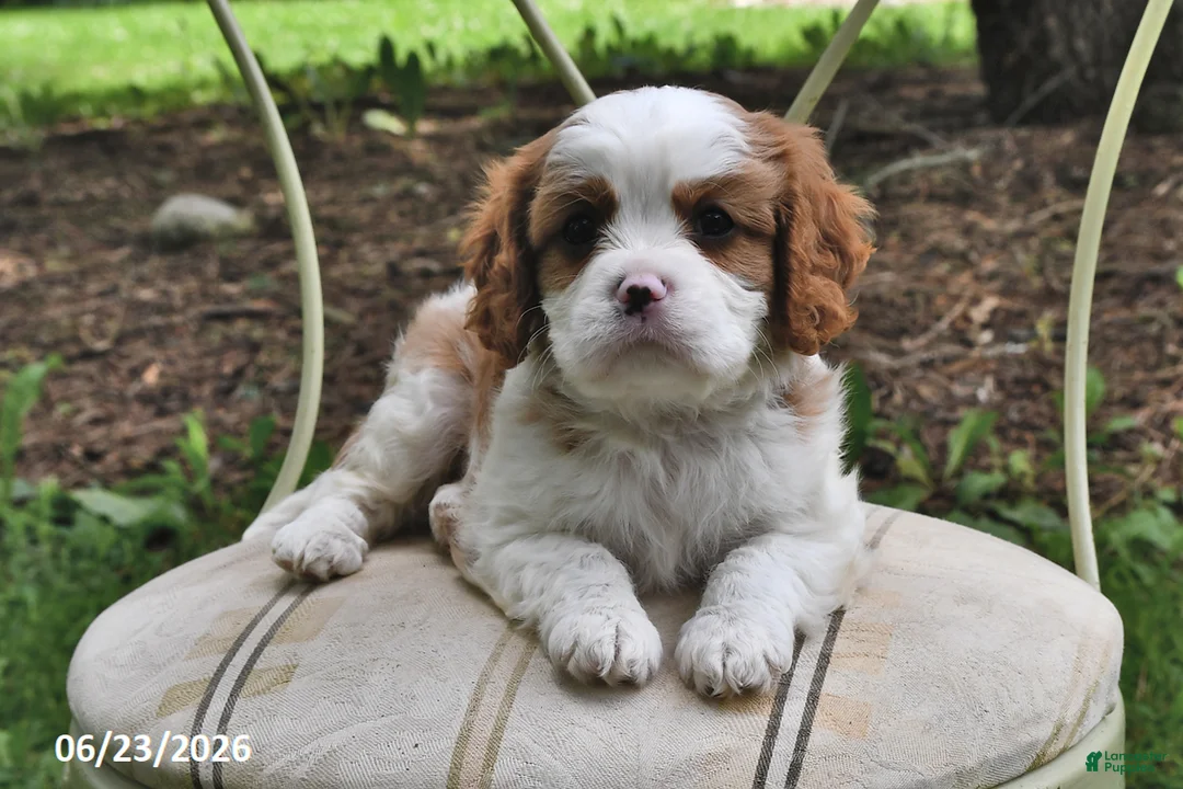Cavalier King Charles Spaniel dogs for sale: Harry - Ad 2