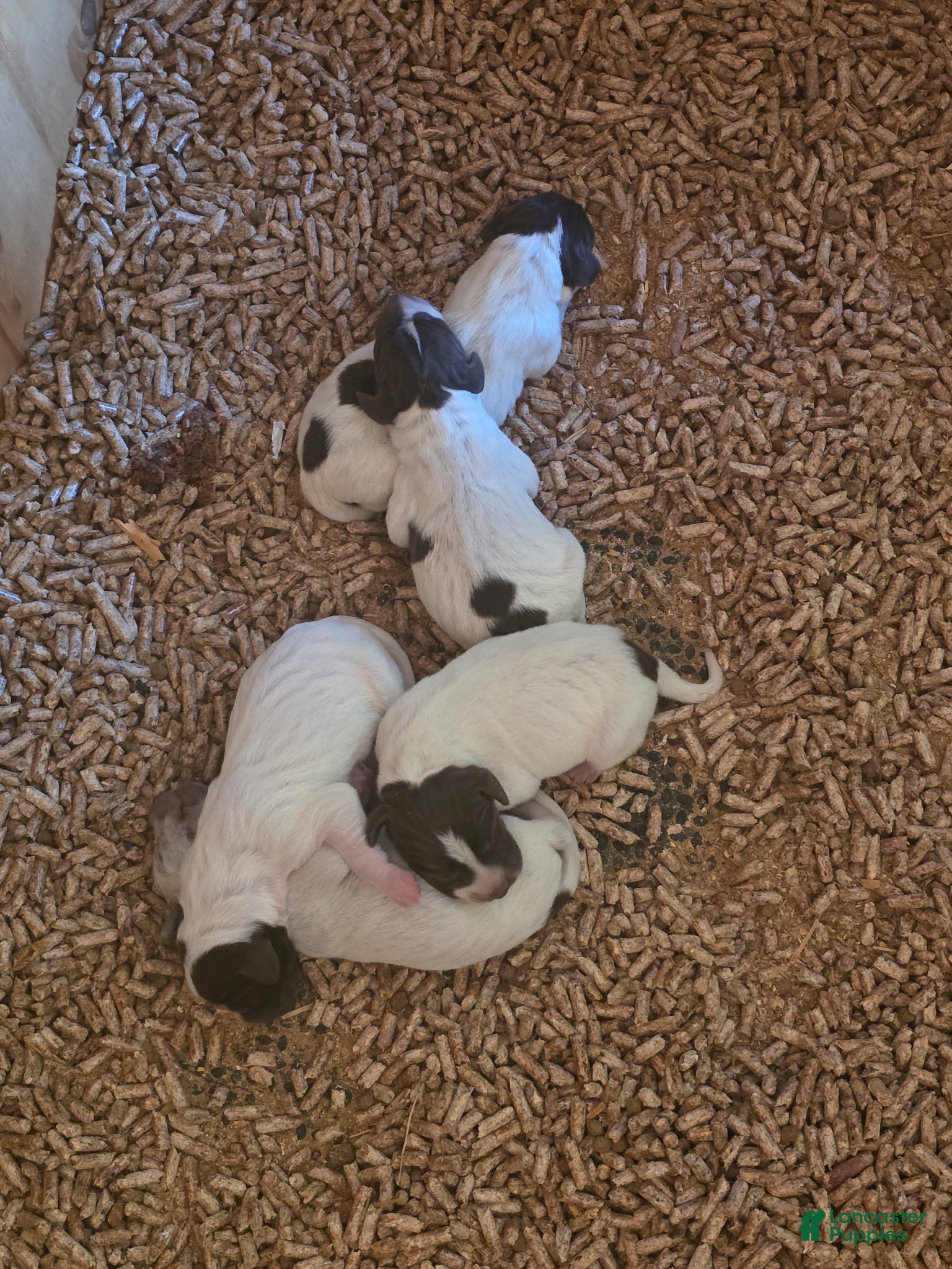 German Shorthaired Pointer dogs German Shorthaired Pointer 5 - Ad 1