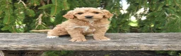 Goldendoodle dogs for sale: Monty - Ad 1