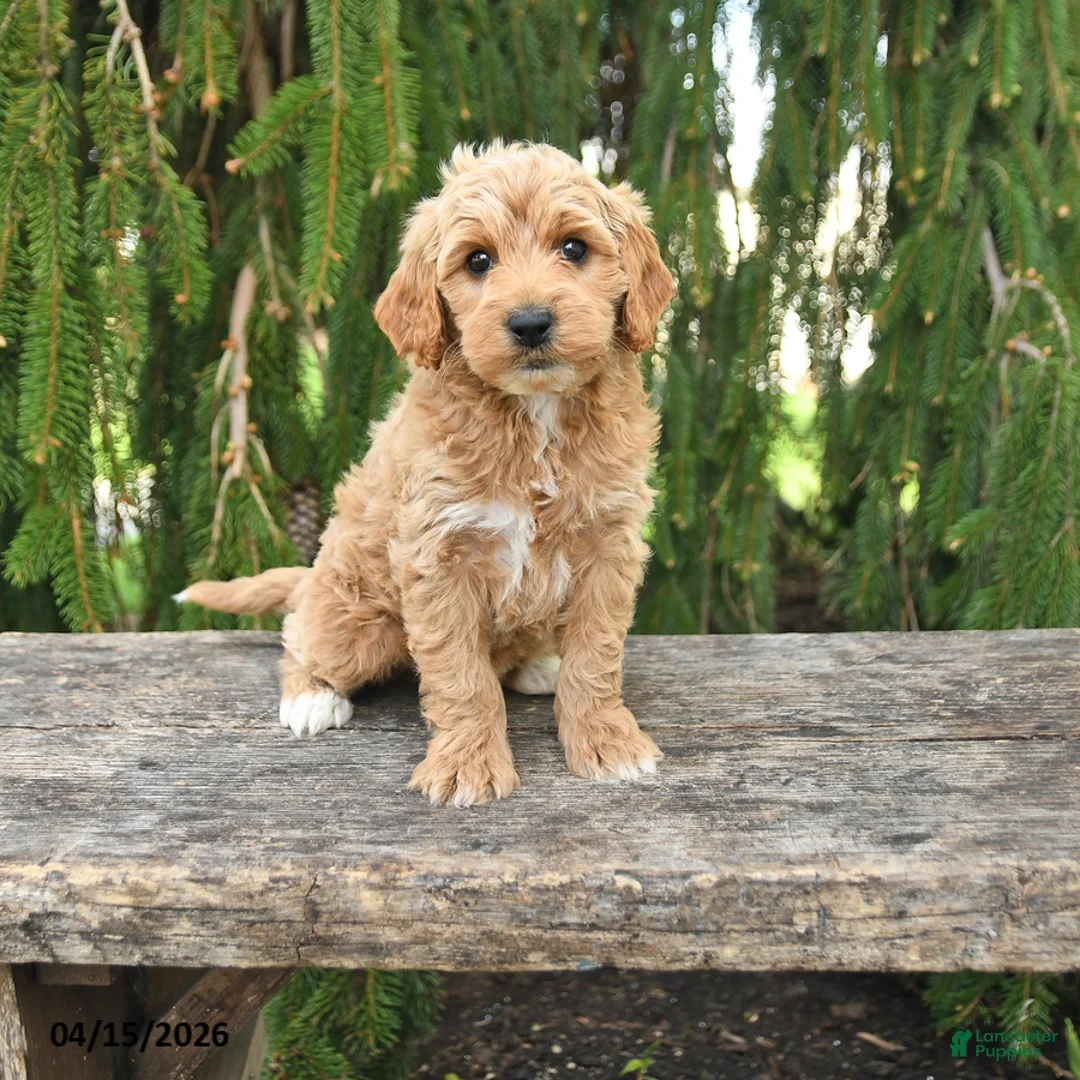 Goldendoodle dogs for sale: Monty - Ad 1