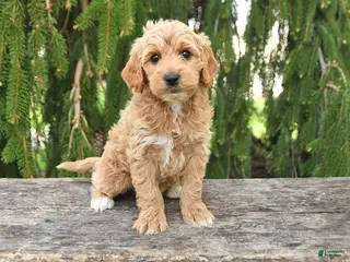 Goldendoodle dogs for sale: Monty - Ad 2